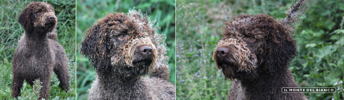 Lagotto Romagnolo head