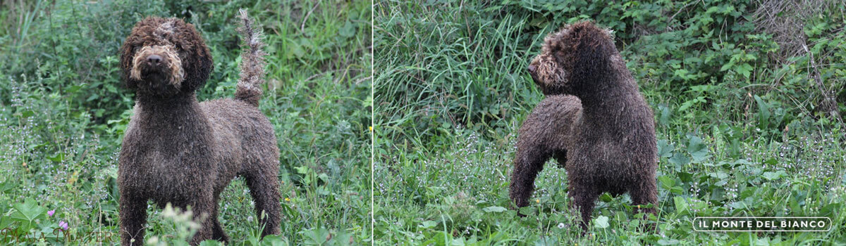 Lagotto Romagnolo basic characteristics