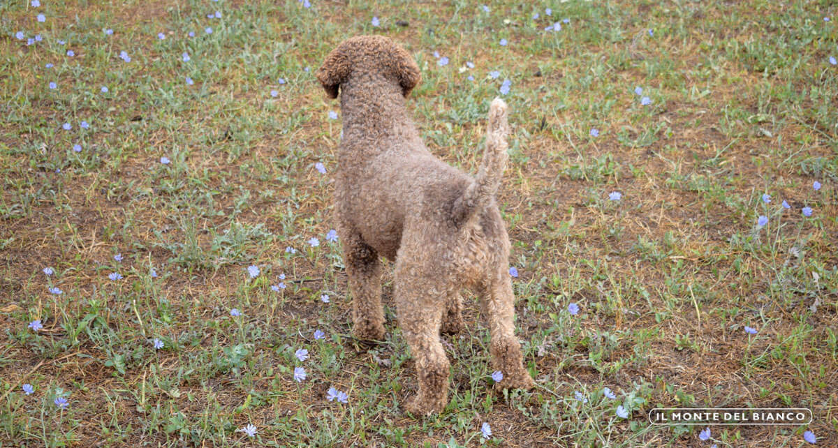 Lagotto Romagnolo body