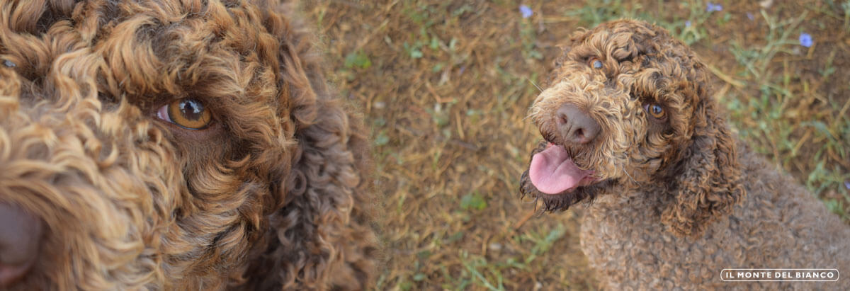 Lagotto Romagnolo cheeks