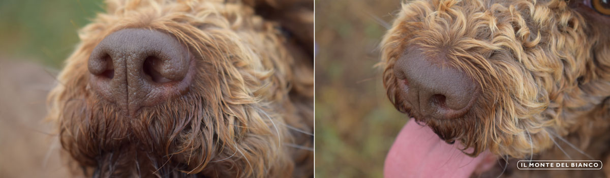 Lagotto Romagnolo face