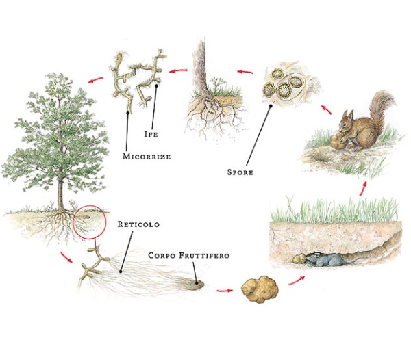 Biological Cycle