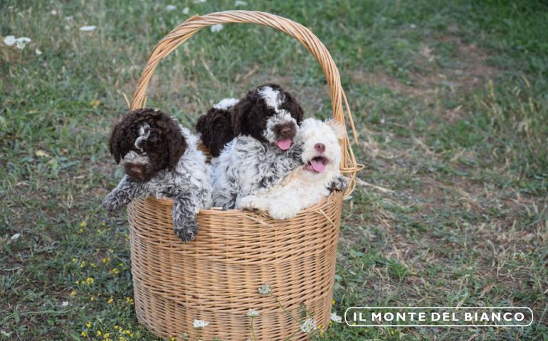 Bonny puppies