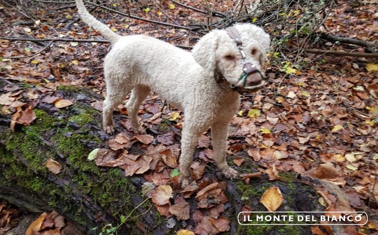 Musa lagotto romagniolo