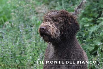 Maja ilmonte del bianco Lagotto Romagniolo