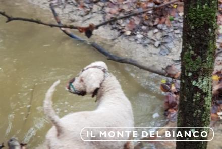 Musa lagotto romangiolo